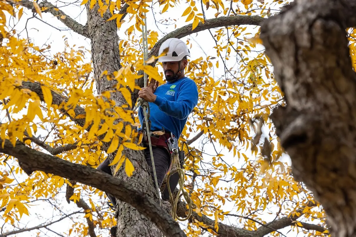Skilled Tree Planing crew working in Brownville